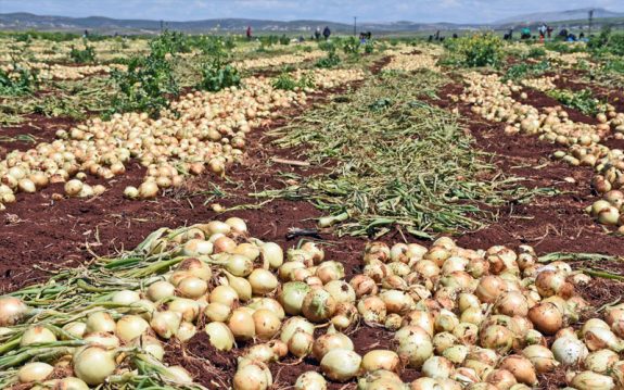 Soğan Hasadı